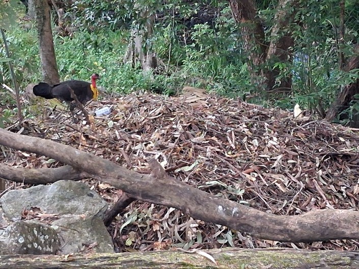Bush/scrub turkey standing proudly on its nest (a huge mound of leaves)